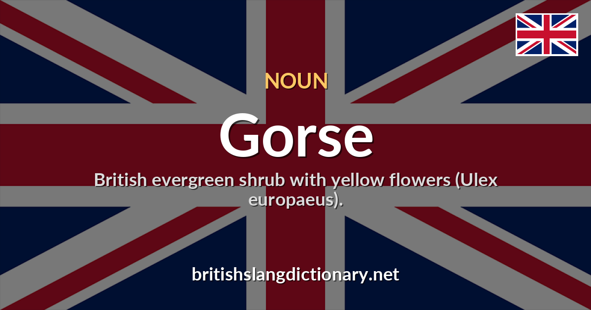 Gorse